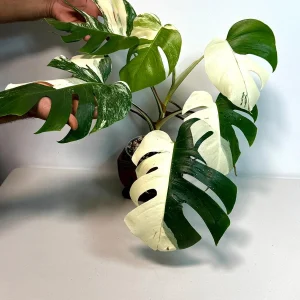 Variegated Monstera Albo Live Plant – Rare White Borsigiana Potted Houseplant – Large Form Indoor - Image 4