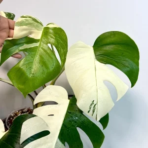 Variegated Monstera Albo Live Plant – Rare White Borsigiana Potted Houseplant – Large Form Indoor - Image 5