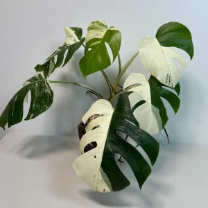 Variegated Monstera Albo Live Plant – Rare White Borsigiana Potted Houseplant – Large Form Indoor - Image 7