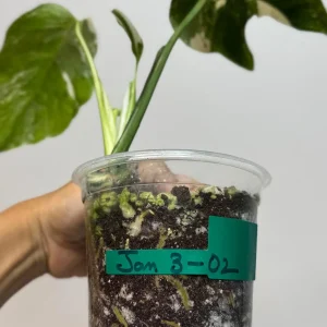 Variegated Monstera Albo Live Plant - Rare White & Green Indoor Houseplant - Image 3