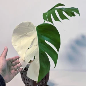 Variegated Monstera Albo Live Plant - Rare White Monstera Borsigiana Houseplant - Image 2
