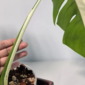 Variegated Monstera Albo Live Plant - Rare White Monstera Borsigiana Houseplant - Image 4