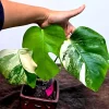 Variegated Monstera Albo Plant Live – Rare Indoor Potted Houseplant - Image 1