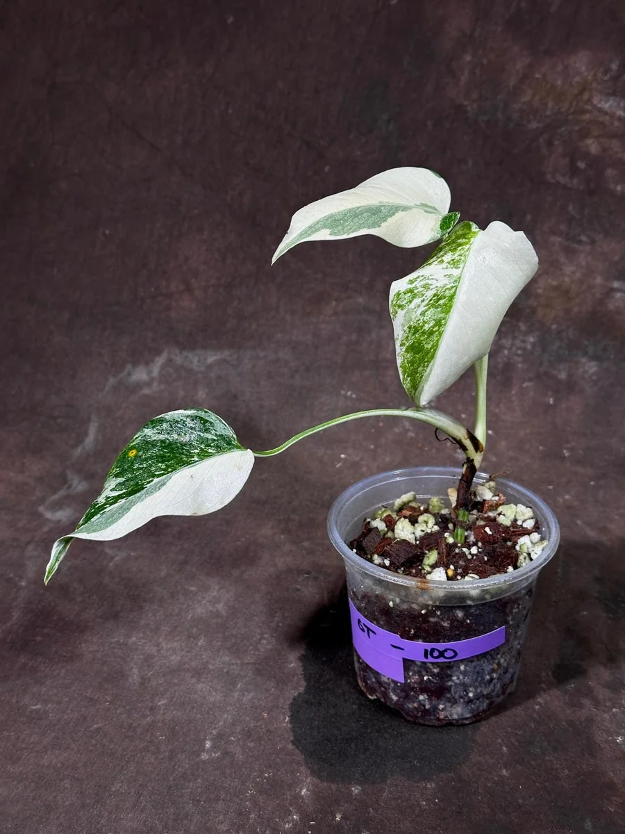 Variegated Monstera Albo Plant - Rare Indoor Houseplant - White Borsigiana Albo - Image 2