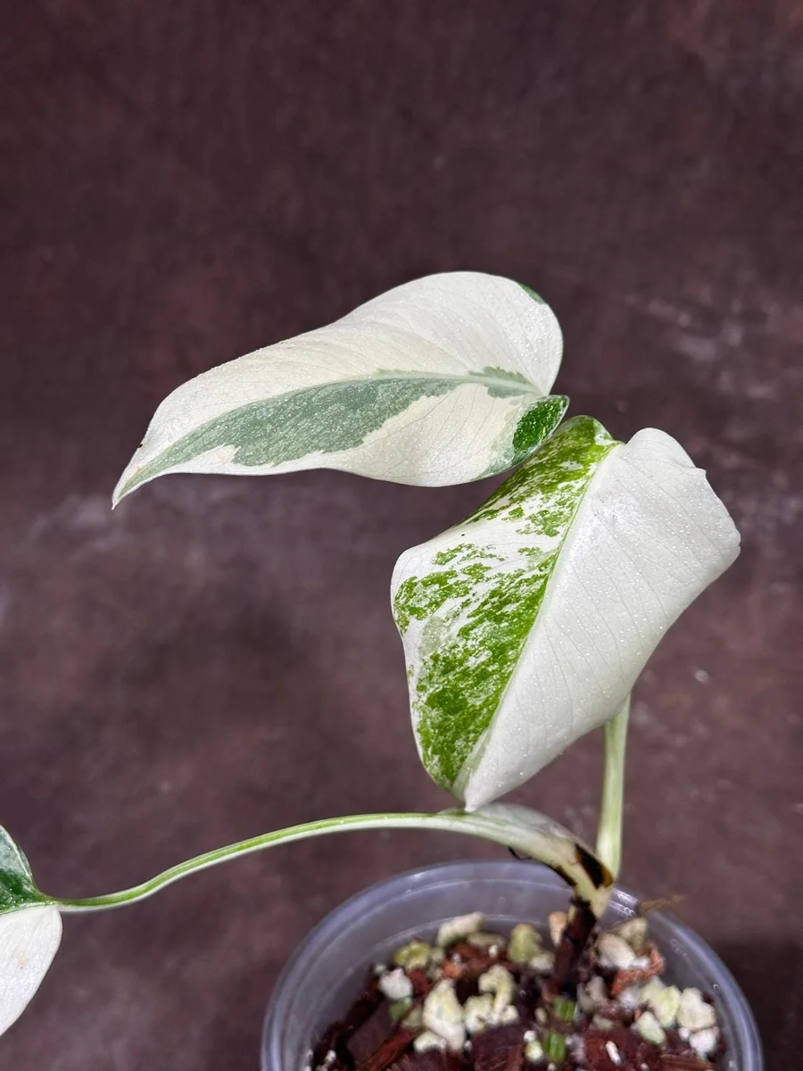 Variegated Monstera Albo Plant - Rare Indoor Houseplant - White Borsigiana Albo - Image 3