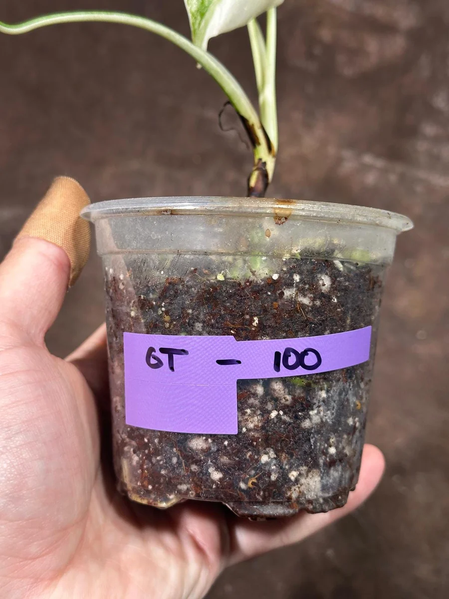 Variegated Monstera Albo Plant - Rare Indoor Houseplant - White Borsigiana Albo - Image 4