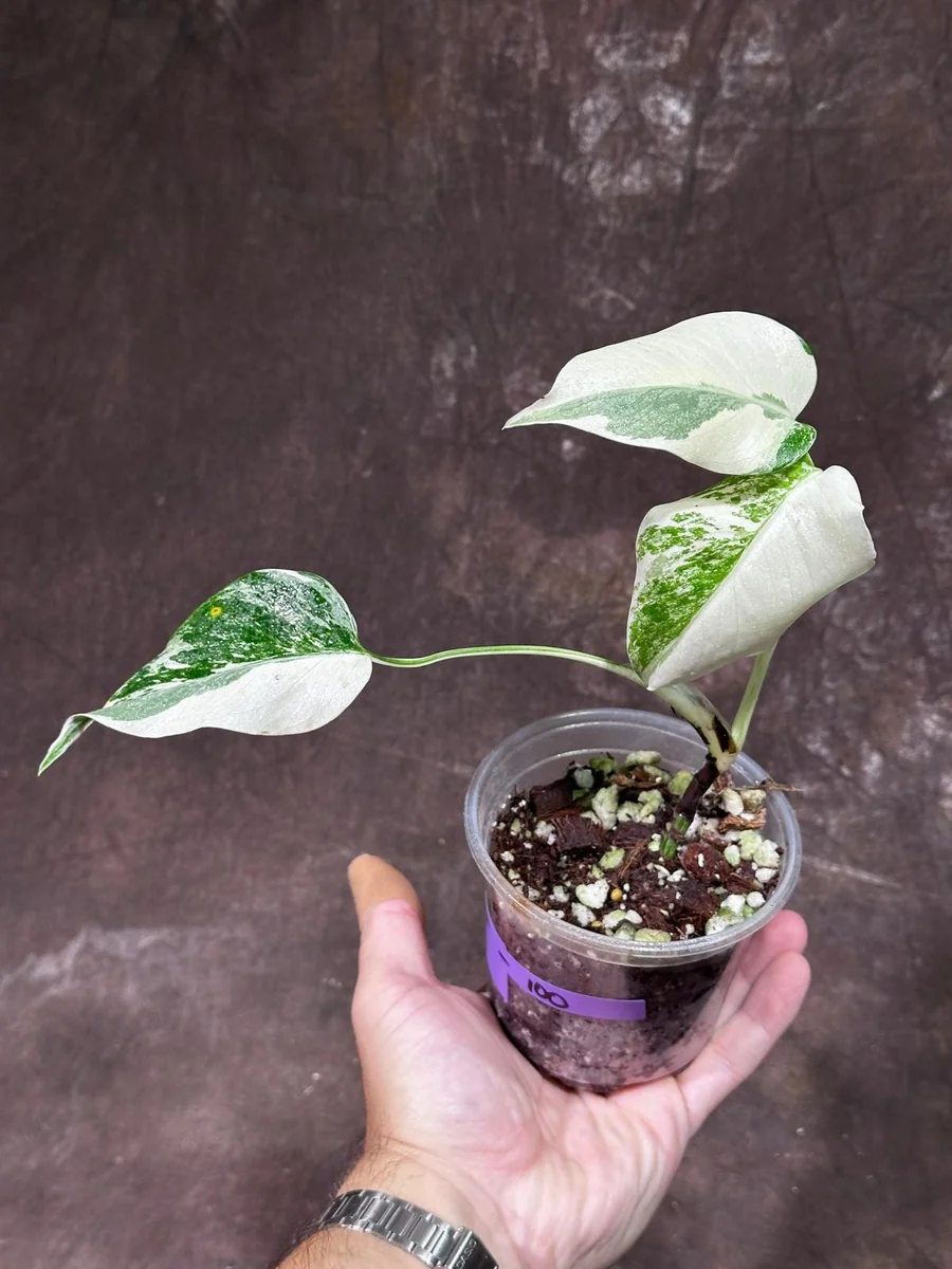 Variegated Monstera Albo Plant - Rare Indoor Houseplant - White Borsigiana Albo - Image 1