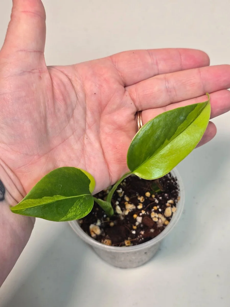 Variegated Monstera Aurea Borsigiana Live Plant - Rare Potted Houseplant - Image 2