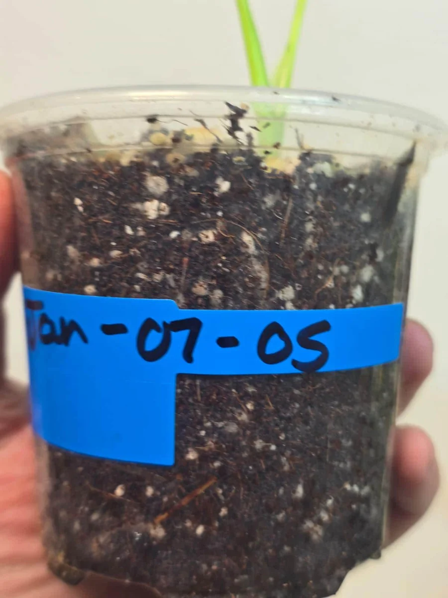 Variegated Monstera Aurea Borsigiana Live Plant - Rare Potted Houseplant - Image 3