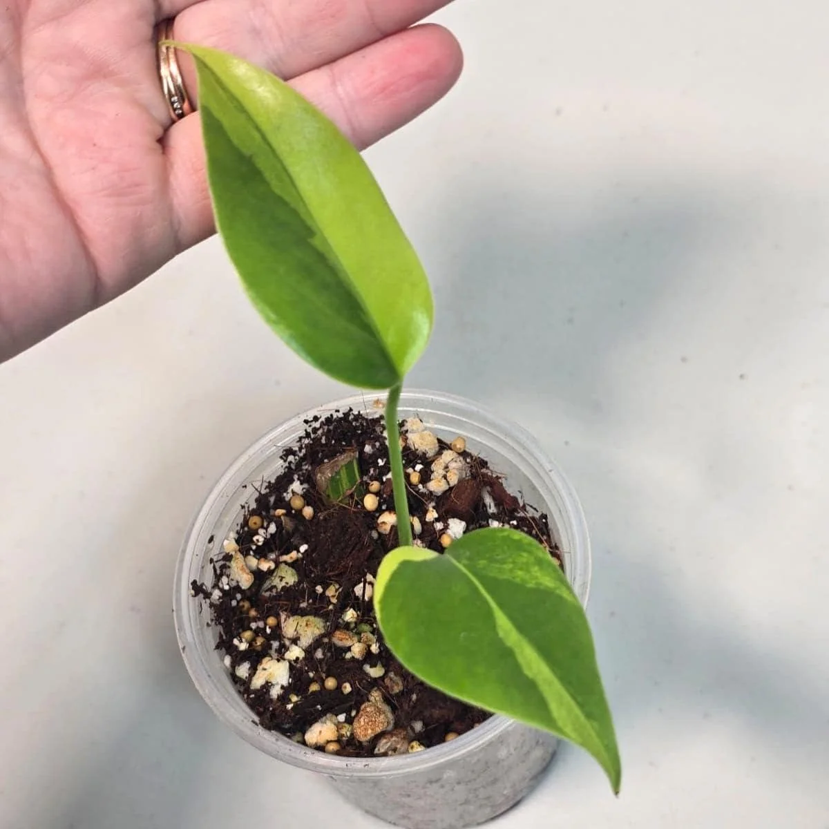 Variegated Monstera Aurea Borsigiana Live Plant - Rare Potted Houseplant - Image 1