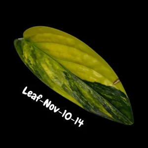Variegated Monstera Peru Live Plant - Rare Aroid Houseplant - Tropical Indoor Foliage - Image 3