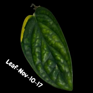 Variegated Monstera Peru Live Plant - Rare Aroid Houseplant - Tropical Indoor Foliage - Image 5