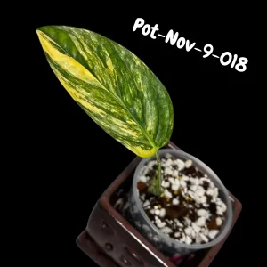 Variegated Monstera Peru Live Plant - Rare Aroid Houseplant - Tropical Indoor Foliage - Image 6