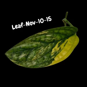 Variegated Monstera Peru Live Plant - Rare Aroid Houseplant - Tropical Indoor Foliage - Image 9