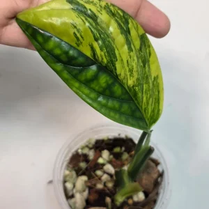 Variegated Monstera Peru Live Plant – Rare Aroid – Marbled Foliage – Indoor Houseplant - Image 2