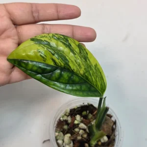 Variegated Monstera Peru Live Plant – Rare Aroid – Marbled Foliage – Indoor Houseplant - Image 3