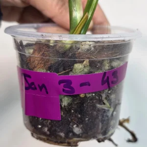 Variegated Monstera Peru Live Plant – Rare Aroid – Marbled Foliage – Indoor Houseplant - Image 4