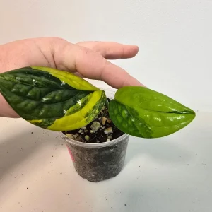 Variegated Monstera Peru Live Plant - Rare Collector Houseplant in Nursery Pot - Image 2