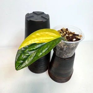 Variegated Monstera Peru Live Plant - Rare Collector Houseplant in Nursery Pot - Image 2