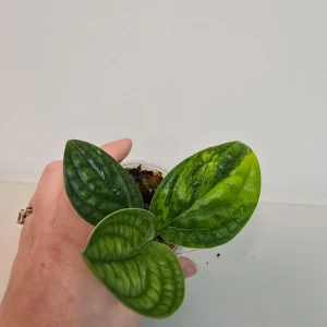 Variegated Monstera Peru Live Plant - Rare Collector Houseplant in Nursery Pot - Image 3