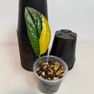 Variegated Monstera Peru Live Plant - Rare Houseplant - Potted Aroid - Image 3