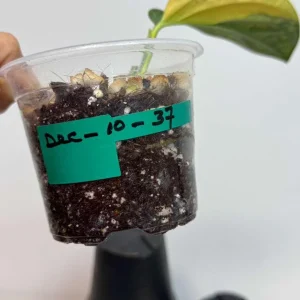 Variegated Monstera Peru Live Plant - Rare Houseplant - Potted Aroid - Image 5