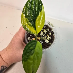 Variegated Monstera Peru Live Plant – Rare Indoor Houseplant – Collector's Plant - Image 3