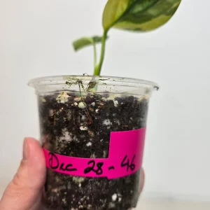 Variegated Monstera Peru Live Plant – Rare Indoor Houseplant – Collector's Plant - Image 4