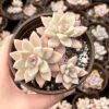 Variegated Mother of Pearl Ghost Plant Live Succulent - Graptopetalum Paraguayense - 2"/4" Pot - Image 1