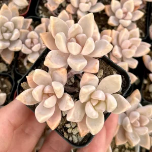 Variegated Mother of Pearl Ghost Plant Live Succulent - Graptopetalum Paraguayense - 2