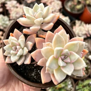 Variegated Mother of Pearl Ghost Plant Live Succulent - Graptopetalum Paraguayense - 2