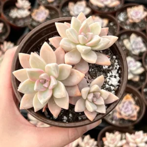 Variegated Mother of Pearl Ghost Plant Live Succulent - Graptopetalum Paraguayense - 2"/4" Pot - Image 1