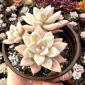 Variegated Mother of Pearl Ghost Plant Live Succulent - Graptopetalum Paraguayense - 2