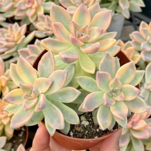 Variegated Mother of Pearl Ghost Plant Live Succulent - Graptopetalum Paraguayense - 2