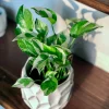 Variegated N'Joy Pothos Live Plant - Easy Care Houseplant, 3-4 inch Nursery Pot, Indoor - Image 1