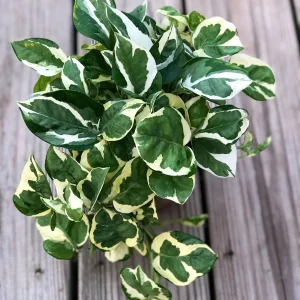 Variegated N'Joy Pothos Live Plant - Easy Care Houseplant, 3-4 inch Nursery Pot, Indoor - Image 2