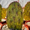 Variegated Opuntia Sunburst Cactus Live Plant - Rare Prickly Pear in 3" or 6" Pot - Image 1