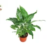 Variegated Peace Lily Domino Live Plant 4'' Pot - Spathiphyllum Indoor - Image 1