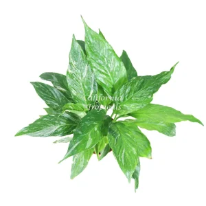 Variegated Peace Lily Domino Live Plant 4'' Pot - Spathiphyllum Indoor - Image 2