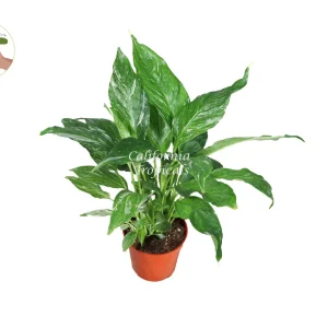 Variegated Peace Lily Domino Live Plant 4'' Pot - Spathiphyllum Indoor - Image 1