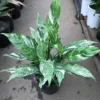 Variegated Peace Lily Domino Live Plant Indoor Houseplant - Image 1