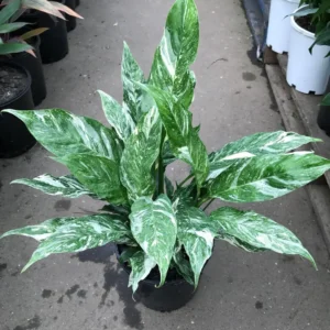 Variegated Peace Lily Domino Live Plant Indoor Houseplant - Image 1