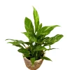 Variegated Peace Lily Live Plant - Spathiphyllum Domino - 4 inch Pot - Indoor - Image 1