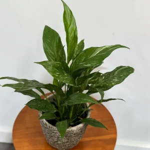 Variegated Peace Lily Live Plant - Spathiphyllum Domino - 4 inch Pot - Indoor Air Purifying - Image 10