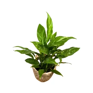 Variegated Peace Lily Live Plant - Spathiphyllum Domino - 4 inch Pot - Indoor - Image 2