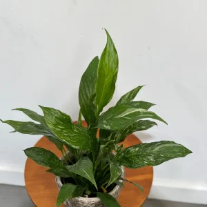 Variegated Peace Lily Live Plant - Spathiphyllum Domino - 4 inch Pot - Indoor Air Purifying - Image 3