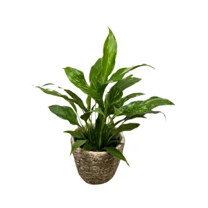 Variegated Peace Lily Live Plant - Spathiphyllum Domino - 4 inch Pot - Indoor - Image 5