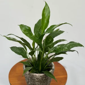 Variegated Peace Lily Live Plant - Spathiphyllum Domino - 4 inch Pot - Indoor Air Purifying - Image 5