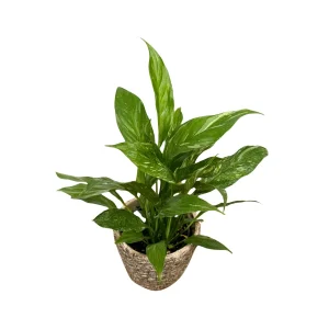 Variegated Peace Lily Live Plant - Spathiphyllum Domino - 4 inch Pot - Indoor - Image 6