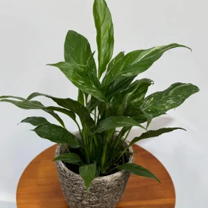 Variegated Peace Lily Live Plant - Spathiphyllum Domino - 4 inch Pot - Indoor Air Purifying - Image 6
